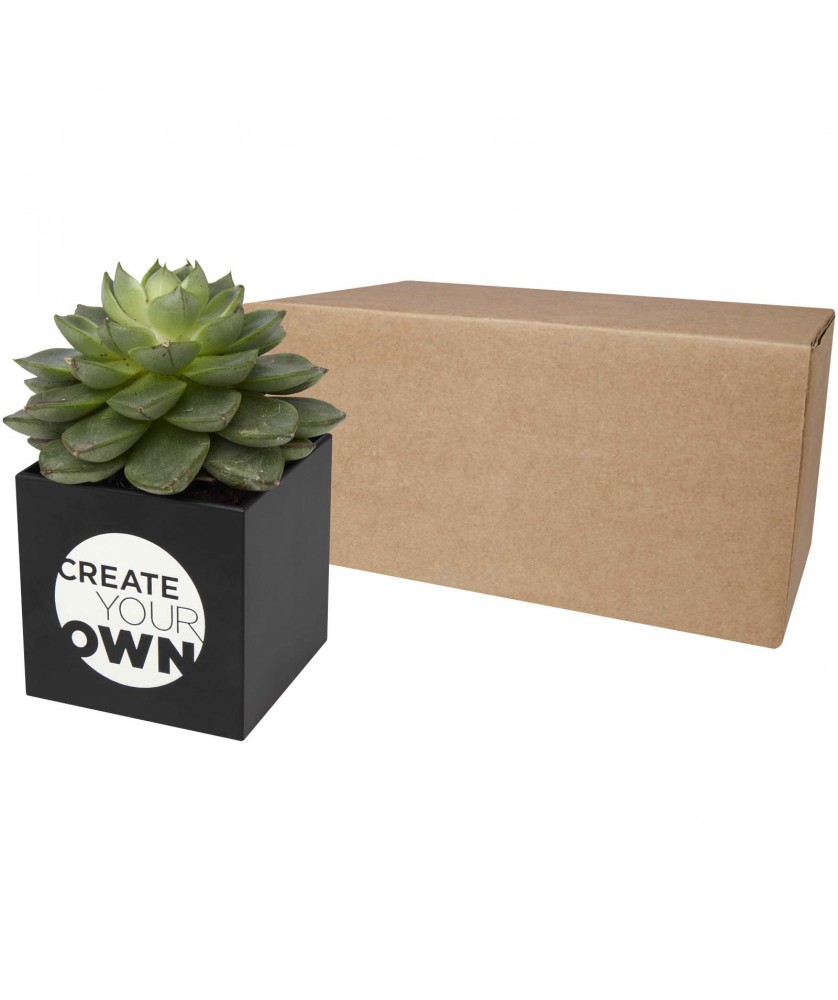 Printécom - Objets et Supports Publicitaires - Pot en aluminium avec plante grasse Hey Pots | PRINTECOM